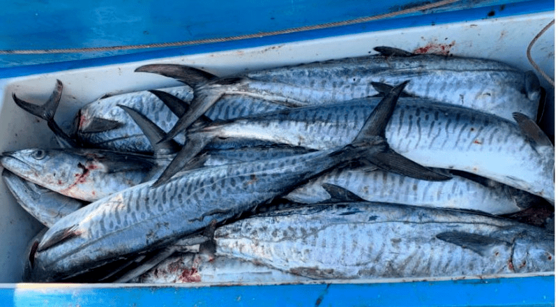 因违法捕捞116只鲍鱼被罚.