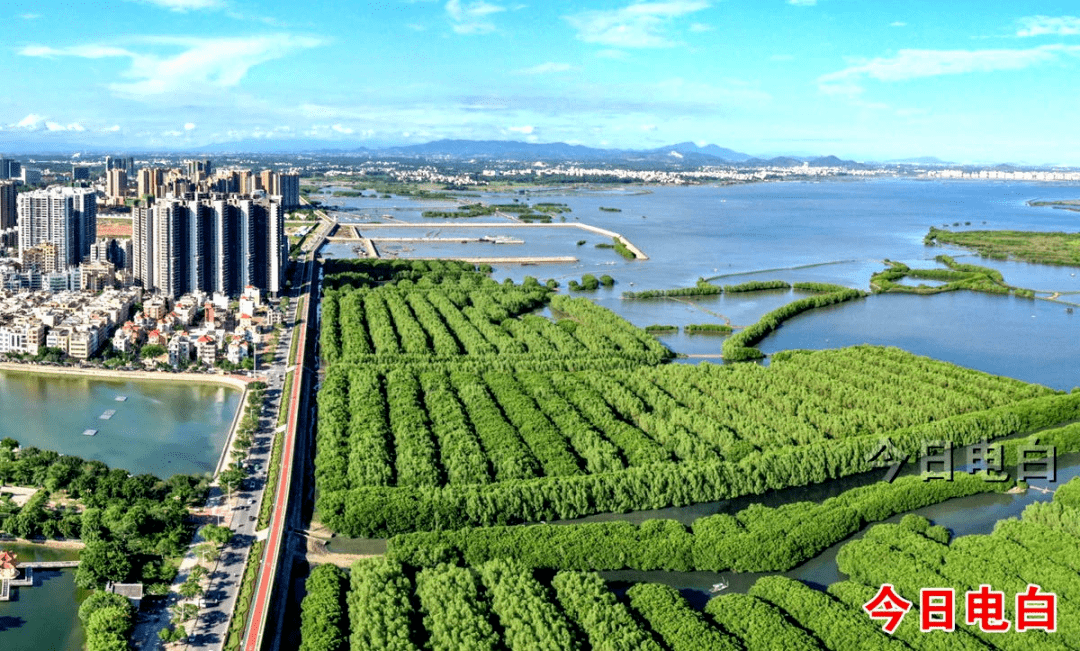 水東灣紅樹林上的鳥