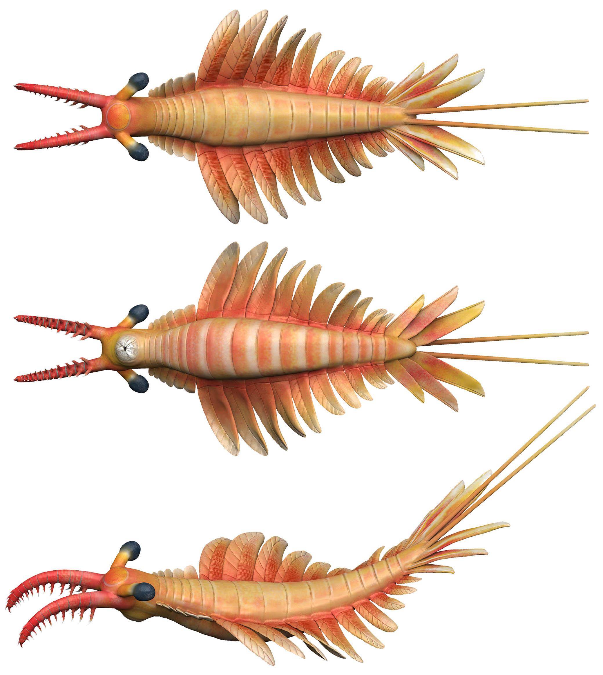 这种5亿多年前的奇虾有了新名字_研究_天山_形态