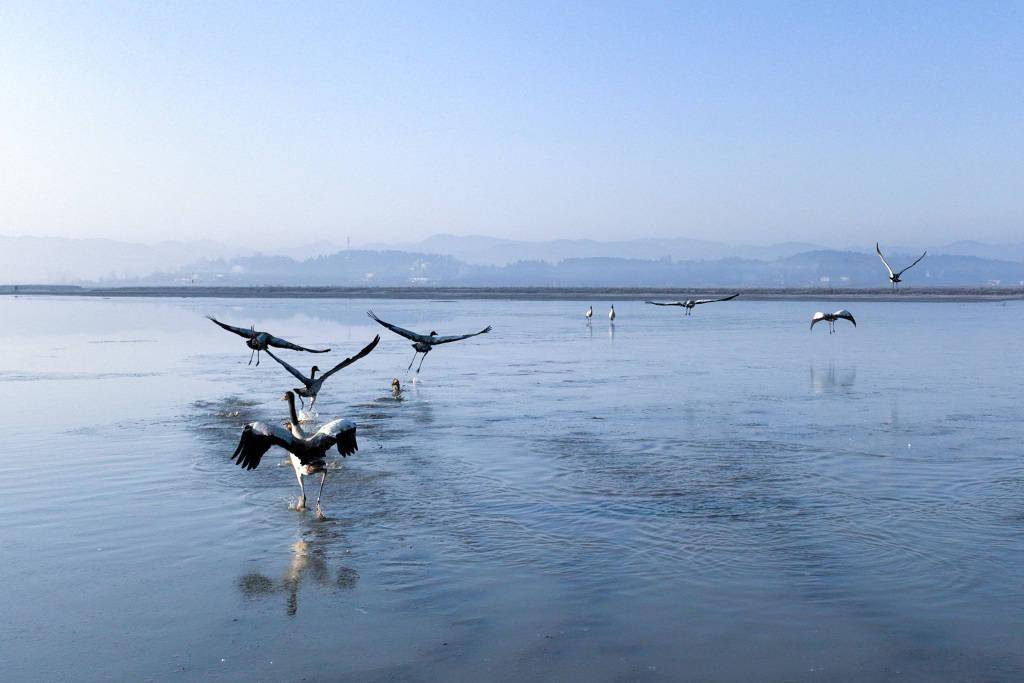 贵州毕节:黑颈鹤翩跹起舞姿态万千_视觉_中国_草海