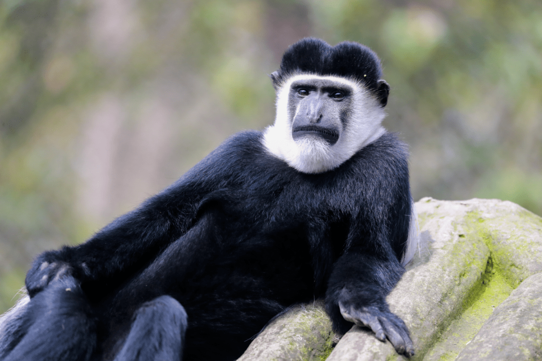 自带拂尘的"大仙"——东黑白疣猴_活动_白色_尾巴