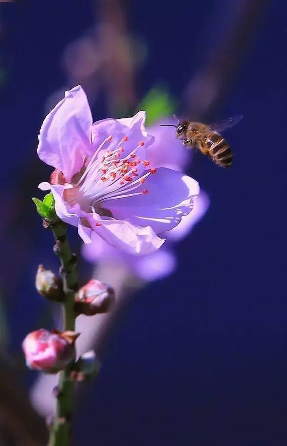 花儿为你开~（美醒了！）