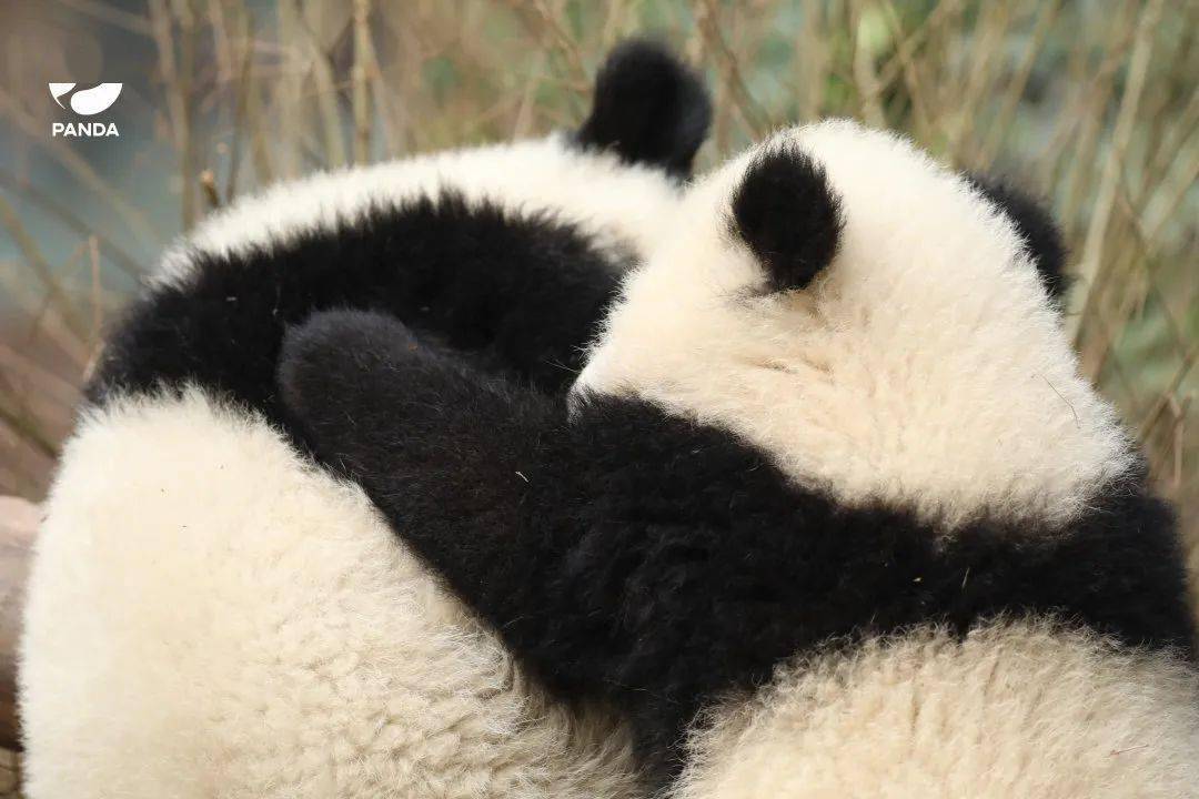 放心,保证完成任务(白嫖来的