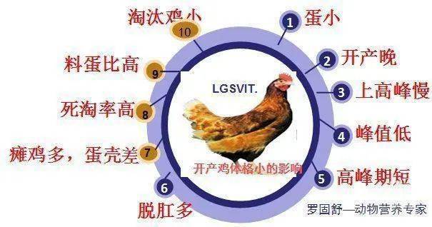 京红蛋鸡产蛋性能表图片