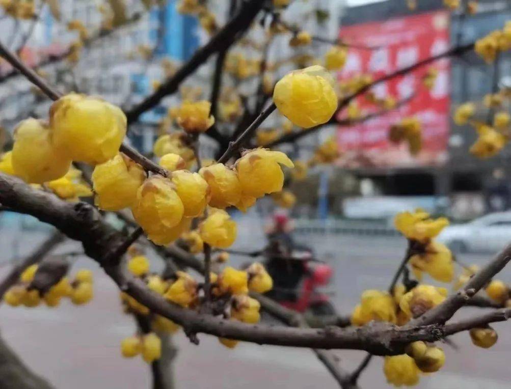 蜡梅种子（腊梅从种子到开花要几年） 第3张