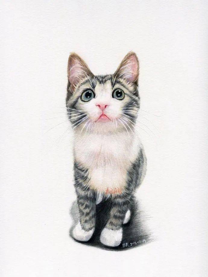 彩铅猫咪图片大全,猫咪彩铅画,猫咪彩铅画图片大全