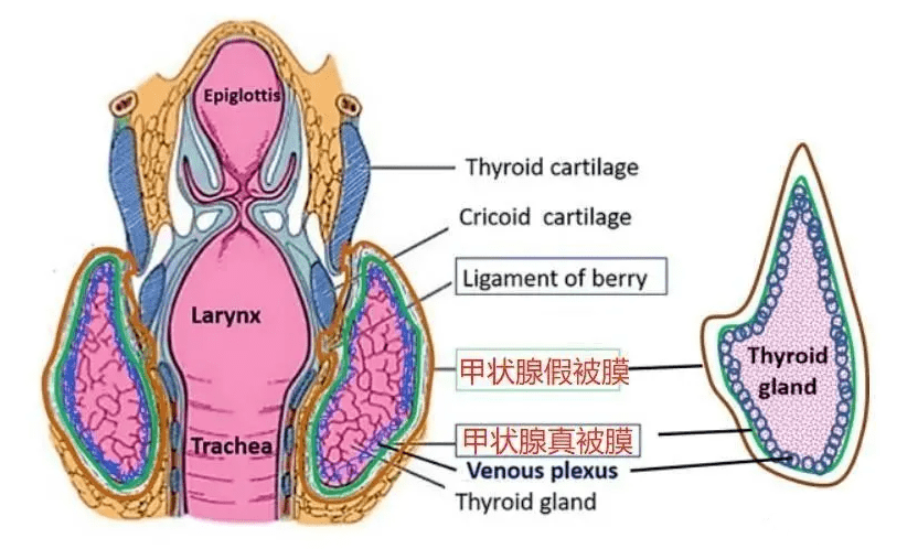 甲状腺分左右两叶,位于甲状软骨下方气管两旁,中间以峡部连接峡部