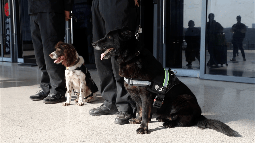 警犬"金刚"的最后一个春运_刘荣光_柳州火车站_工作