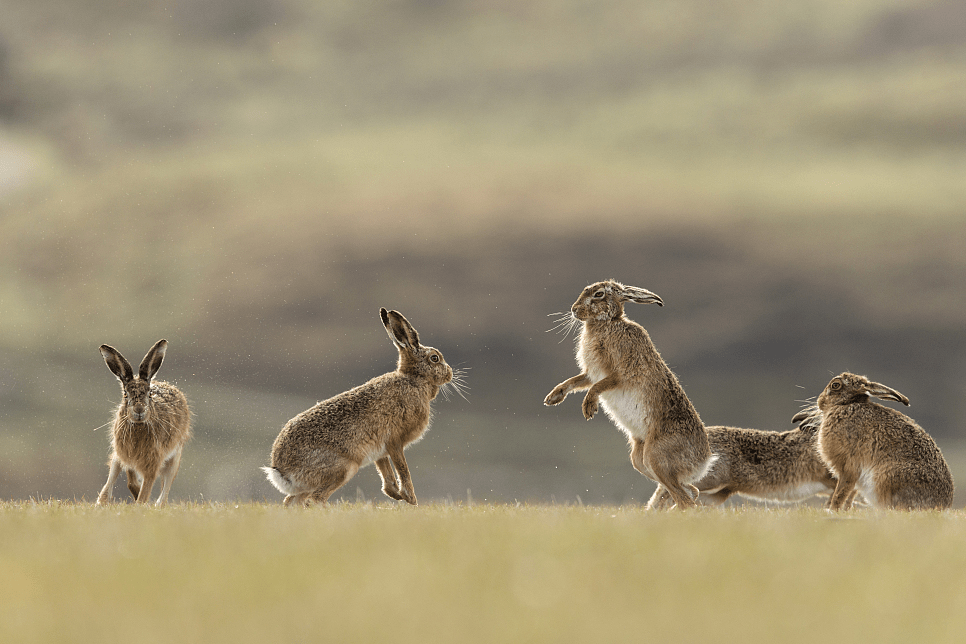 25 大年初四)_兔子_课程_野兔