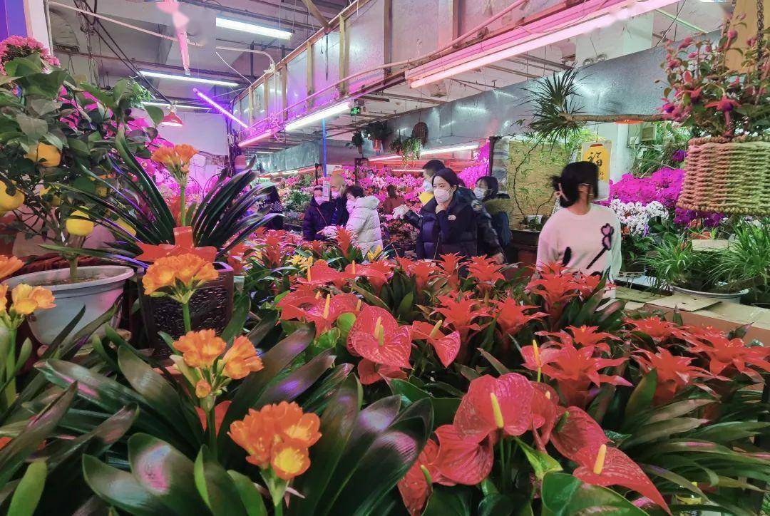 北京石景山花卉市场图片