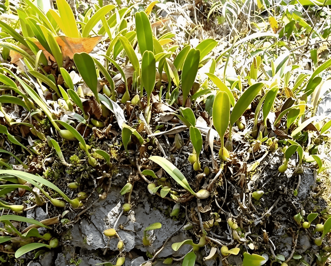 人称"咳嗽草",农村小溪边就有,过去一直有人挖它,如今也珍贵_橄榄