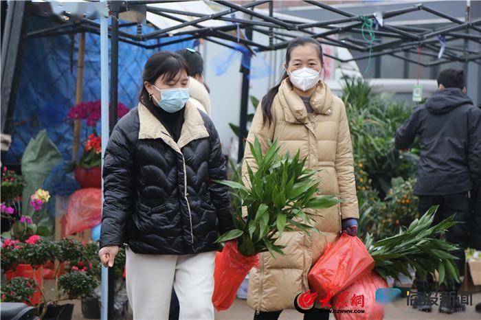 多肉植物图鉴（十种室内最好养的花） 第4张