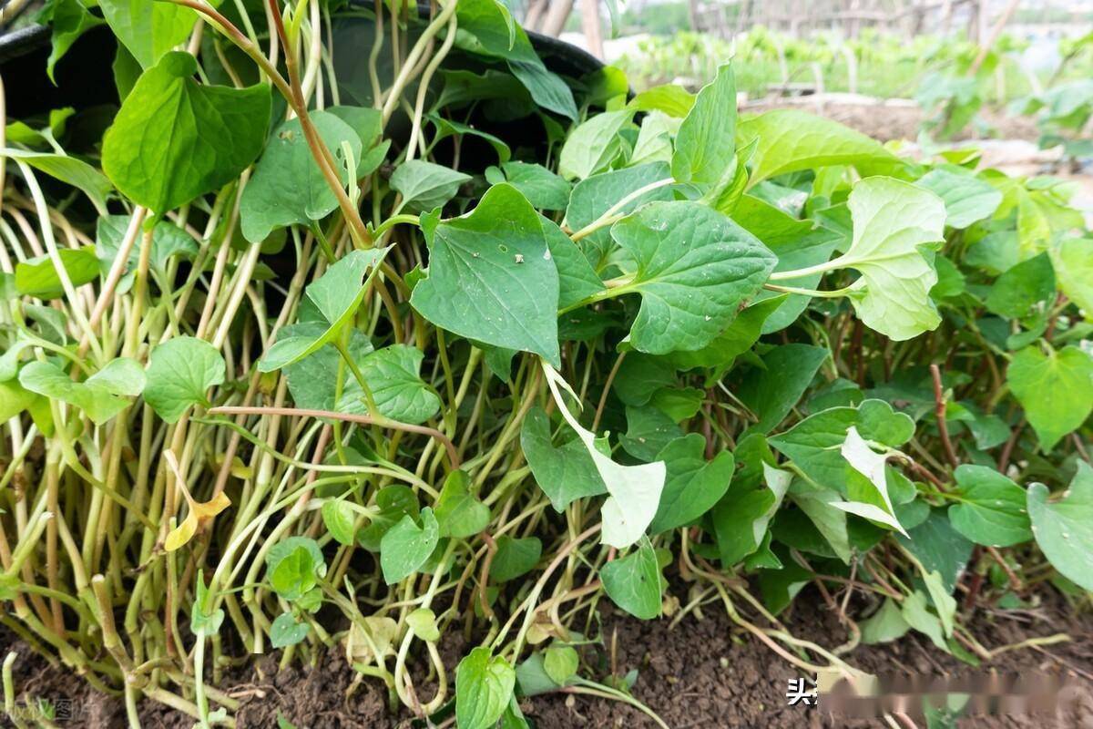 讲一味鱼腥草,痰热喘咳,里急后重,小便涩痛,痈肿疮毒均可选用_范畴