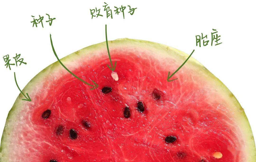 瓜子结构图图片