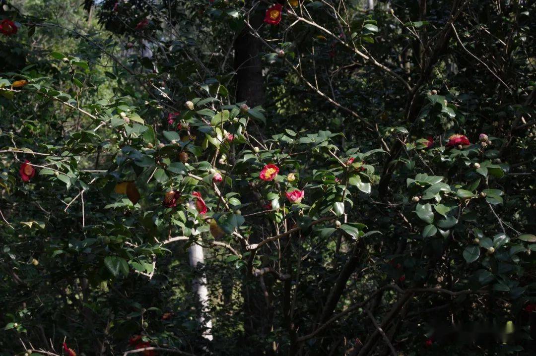 中国茶花和异域山茶,你更钟情谁?_熊谷_品种_花瓣