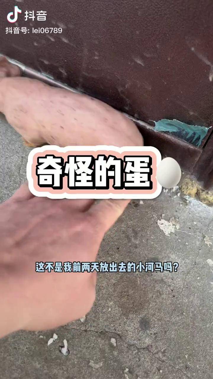 小河马带我找到了一些奇怪的蛋?什么动物冬天孵蛋呢?