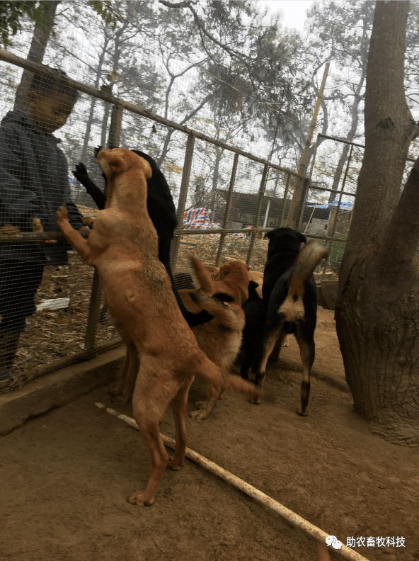 肉狗棚搭建图片