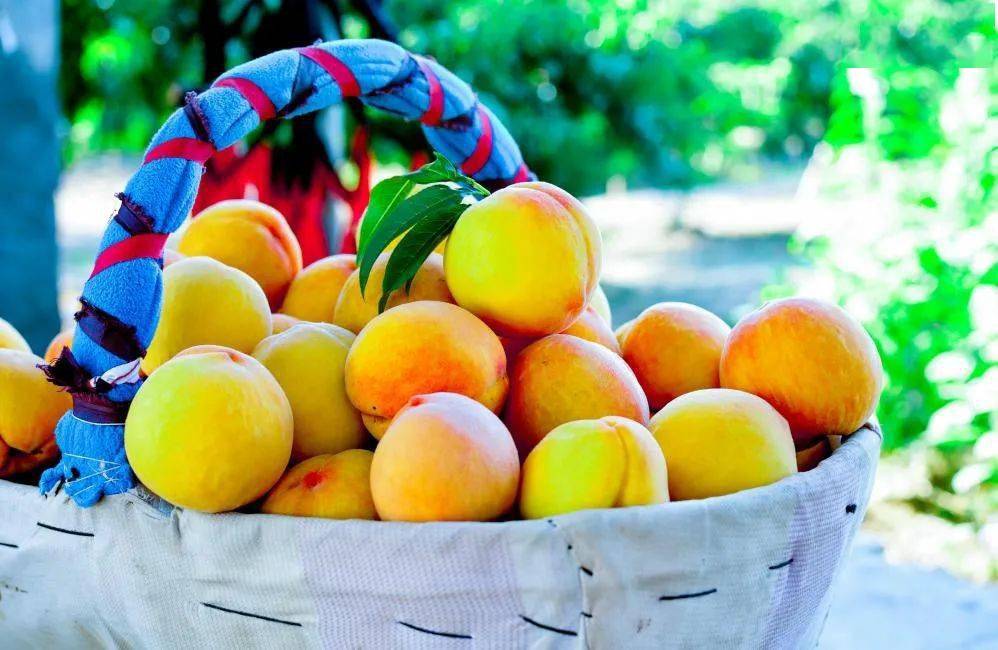 "三湖黄桃"喜获湖北地理标志大会银奖_江陵_种植_活动