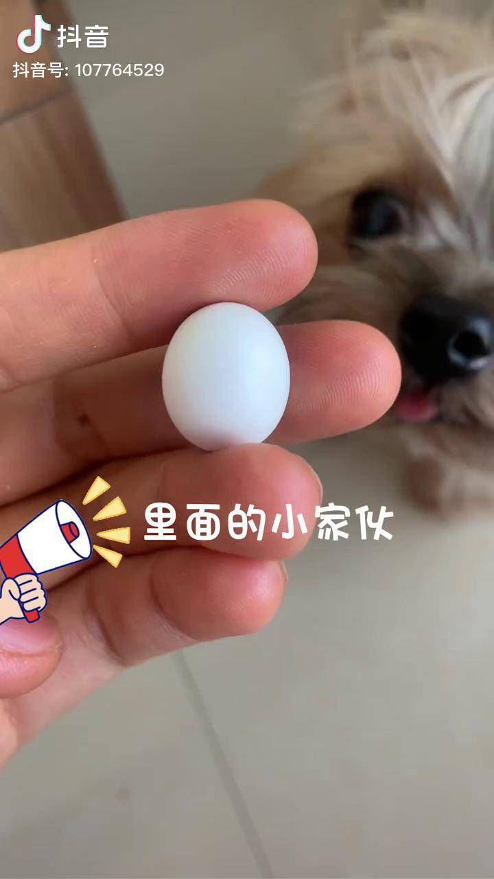 虎皮鹦鹉 虎皮鹦鹉蛋 虎皮鹦鹉繁殖 今天18天了它还没有动静,我纠结着