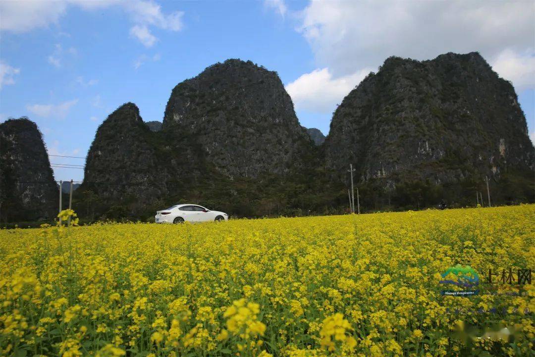 上林油菜花图片