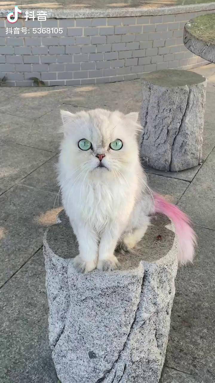 猫咪唱歌,真搞笑马骝仔 马骝仔摄影 网红猫小白 外公与小白 幺妹