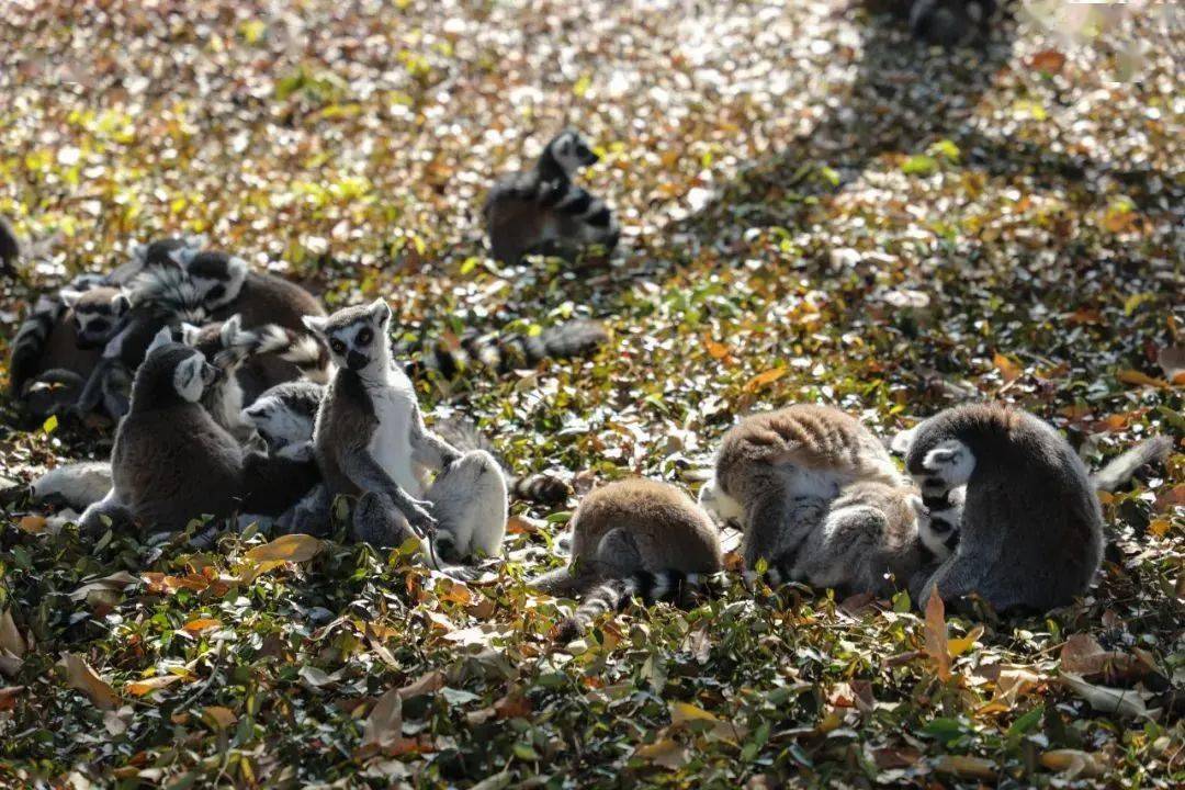 阖家团圆迎新年,这样的金丝猴大家庭太让人羡慕啦!_家庭观_动物_生活