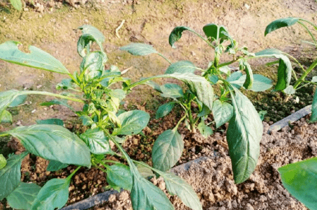 茶黃蟎對辣椒的危害一定要重視_植株_嚴重_葉片