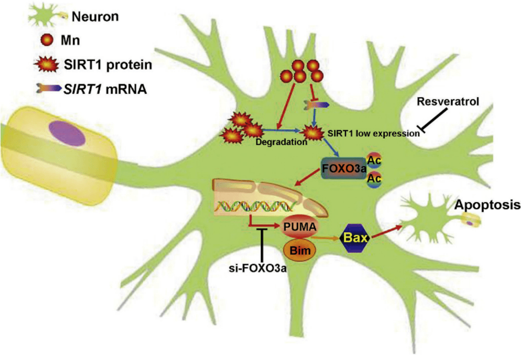 疾病_治疗_神经