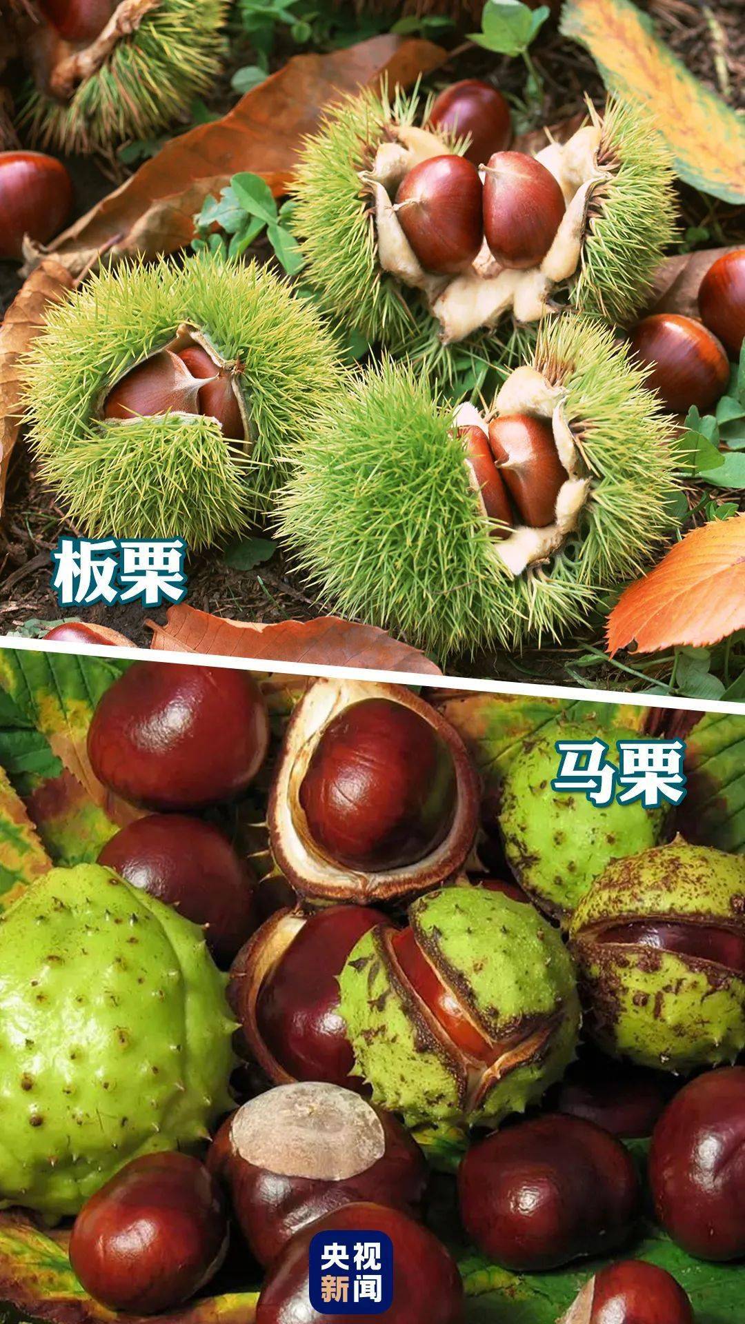 板栗vs马栗板栗:可以称为栗子,毛