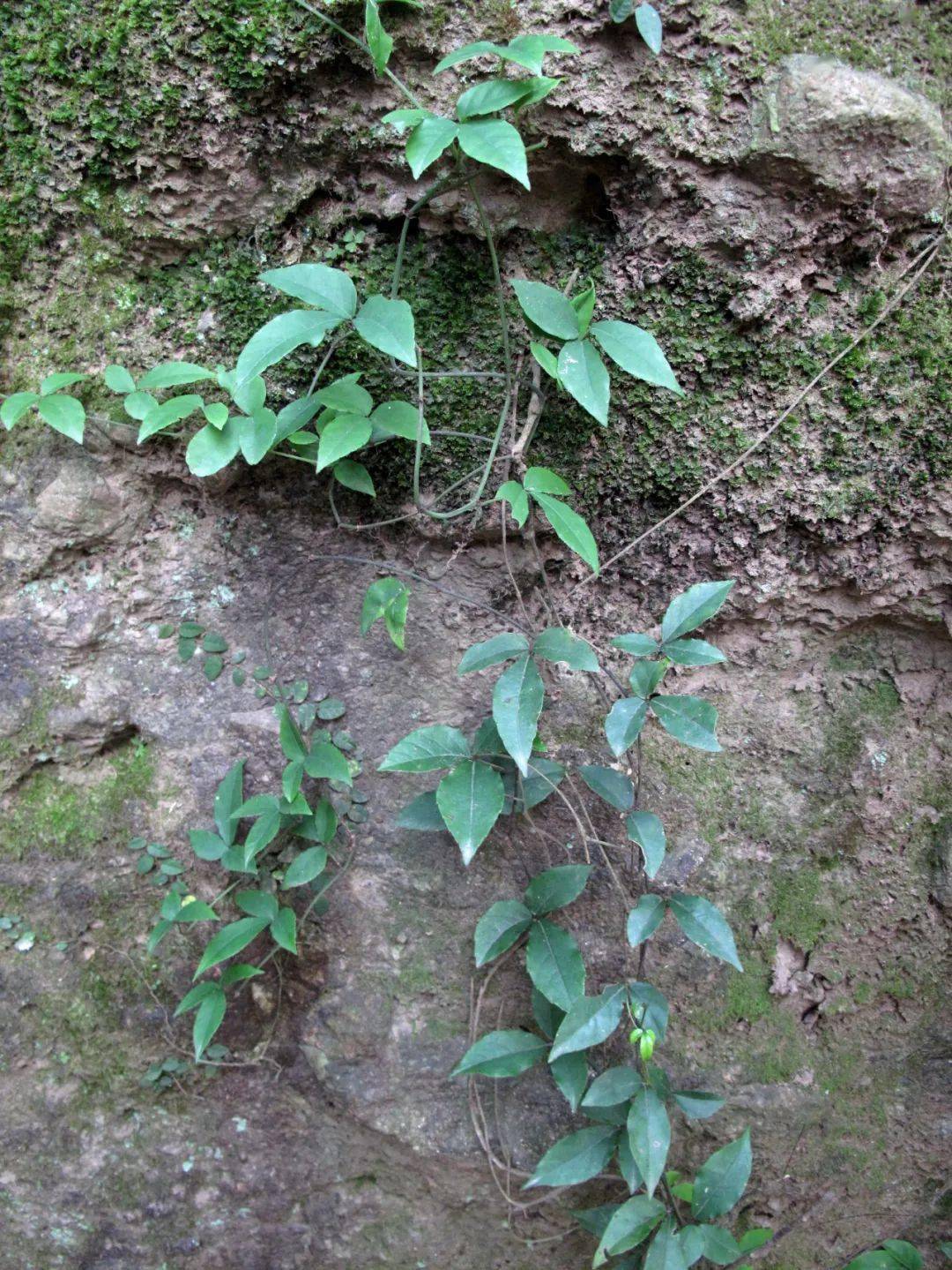 宁波丹霞中奇特的岩生植物,你知道几种?