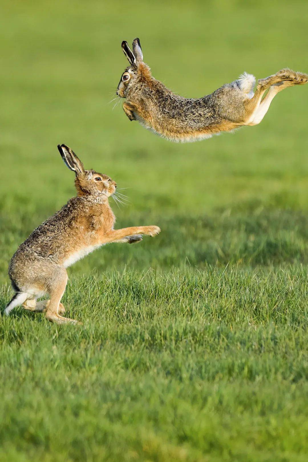 中国野兔摄影作品图片