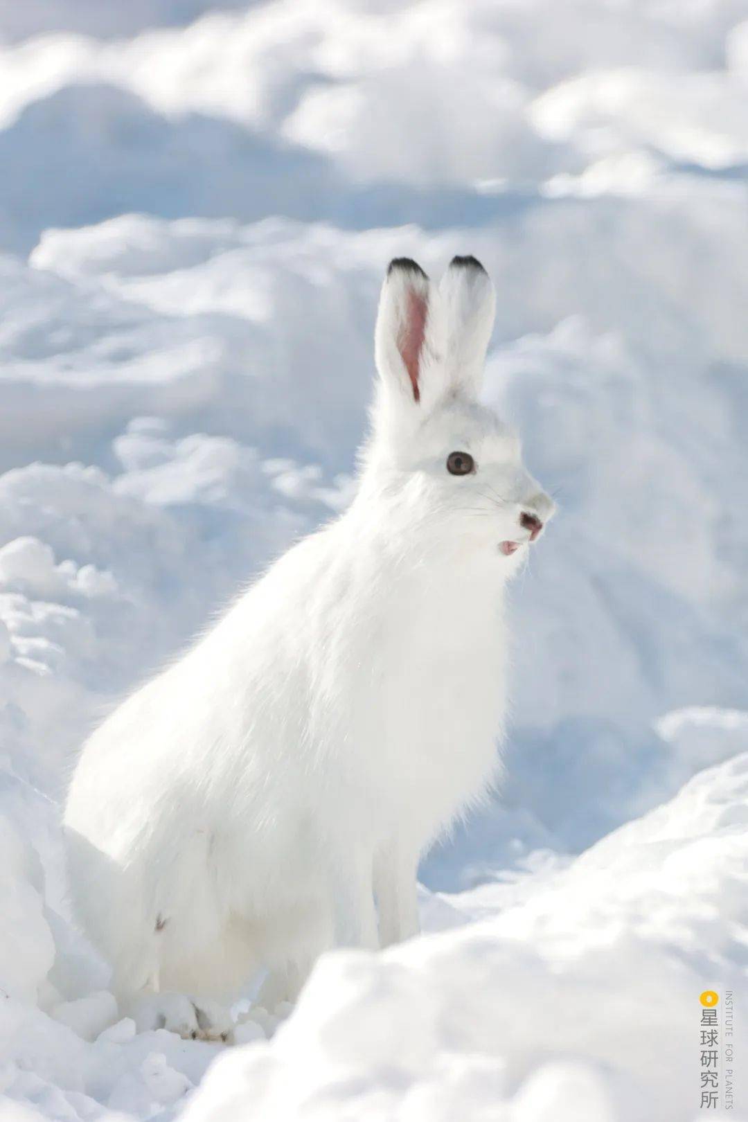 皮毛才会呈现白色或极少数毛色基因突变的野兔只有冬季换毛后的雪兔