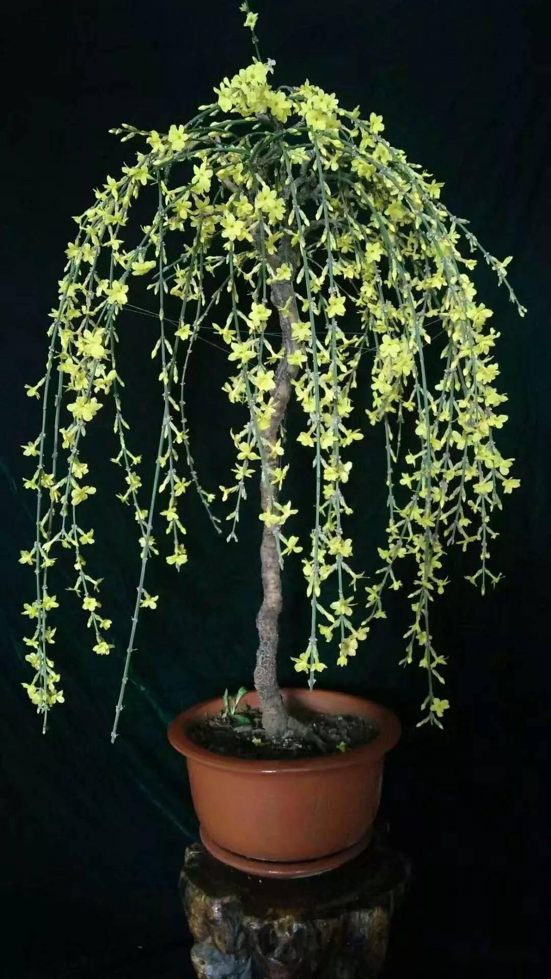 别名迎春,黄素馨,金腰带.迎春花的花语:相爱到永远.