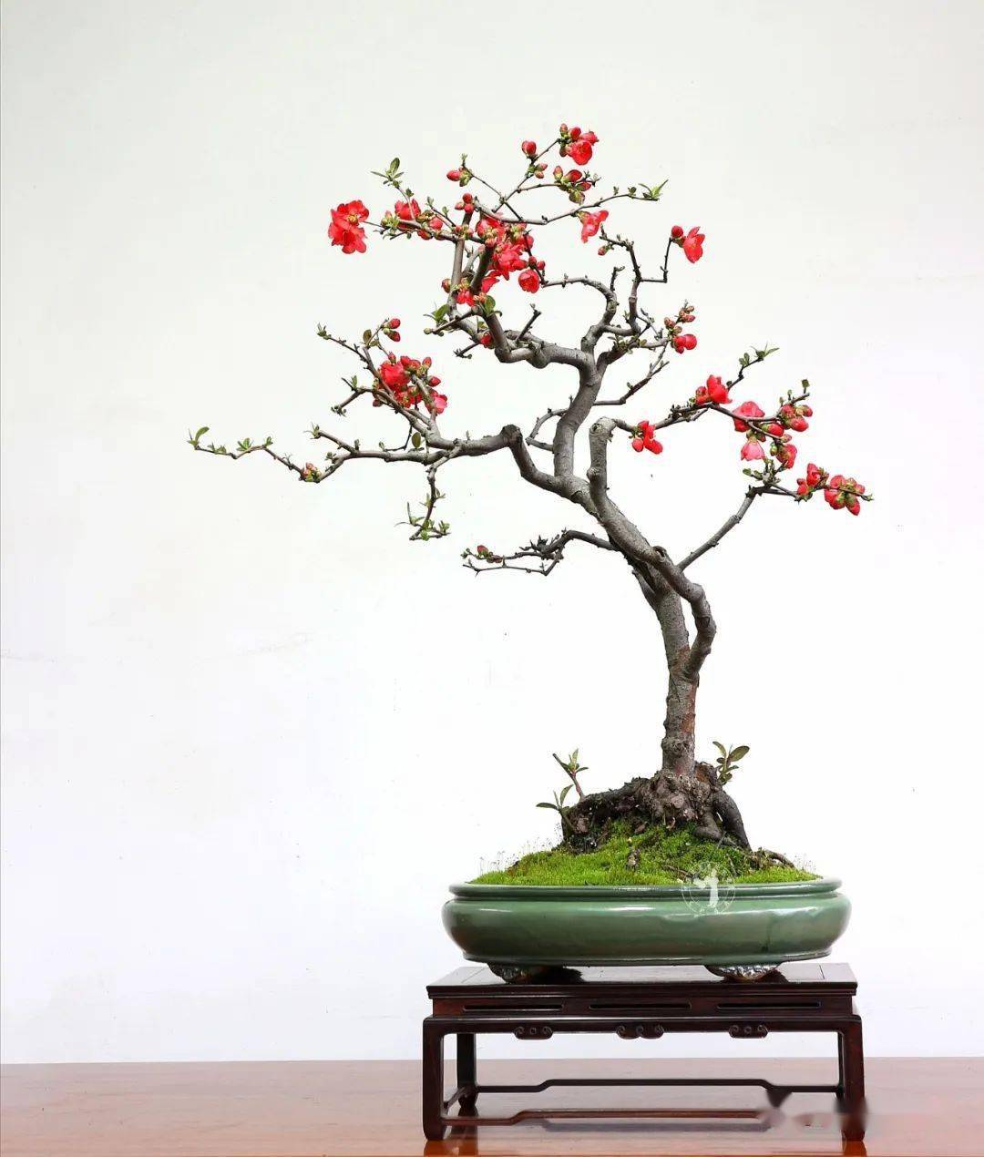 贺春红 | 繁花似锦在新年_杜鹃_藏品_海棠
