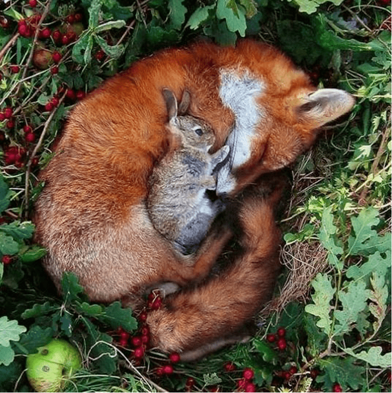 在校园飞奔的短耳兔是什么兔?华东师大新春科普来了_https_图片_兔子