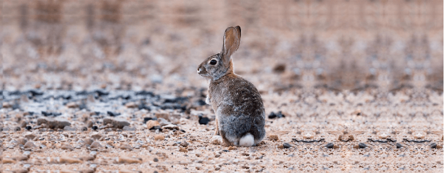 在校园飞奔的短耳兔是什么兔?华东师大新春科普来了