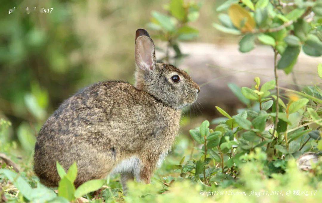 在校园飞奔的短耳兔是什么兔?华东师大新春科普来了_https_图片_兔子