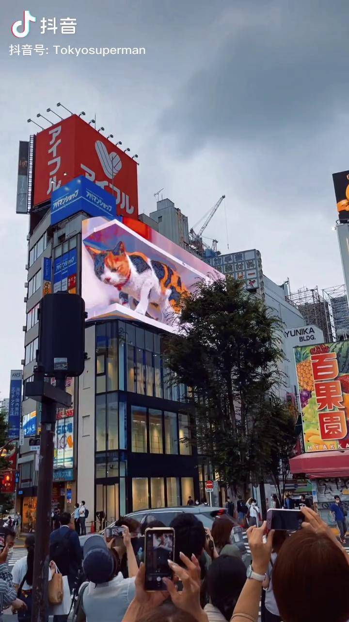 日本新宿 猫咪 裸眼3d 日本旅游 街景随拍