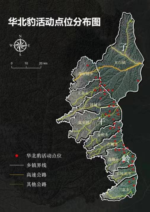 "大猫"出没 甘肃子午岭林区华北豹野生种群数量年增长率达15.