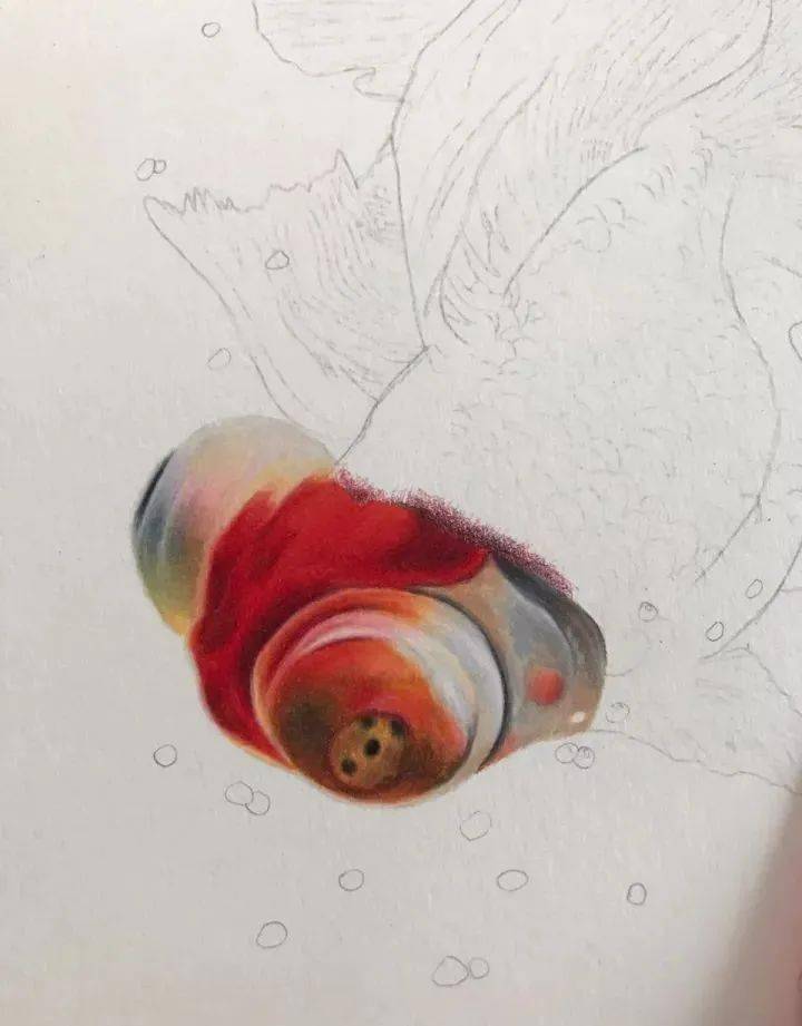 彩铅教程 | 教你画一幅水中的金鱼!_step_暗部_部分