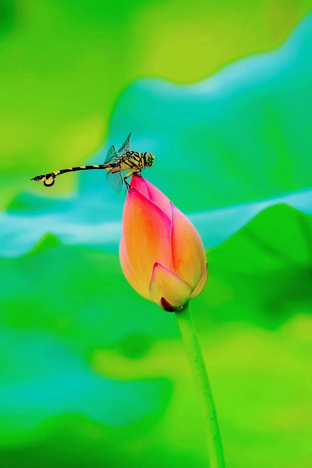 中国_李白_星空