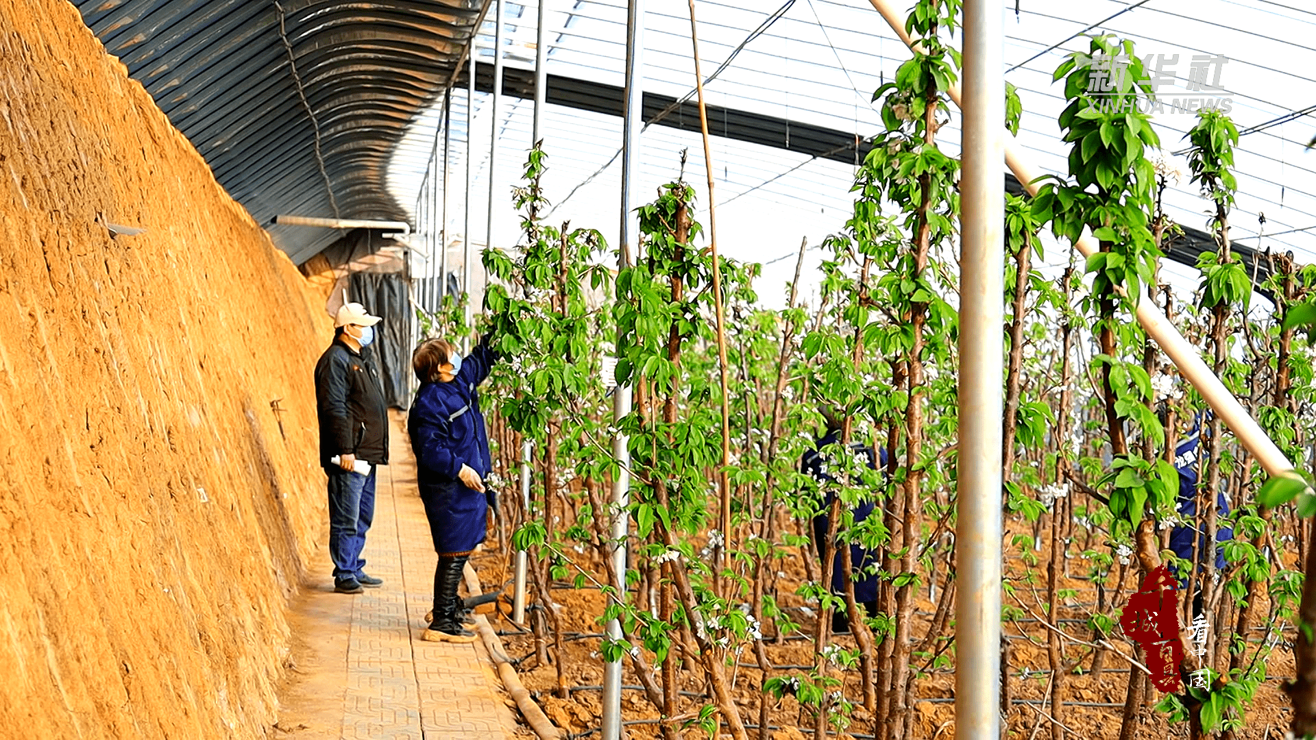 千城百县看中国｜山东邹城：大棚樱桃盛开“致富花”