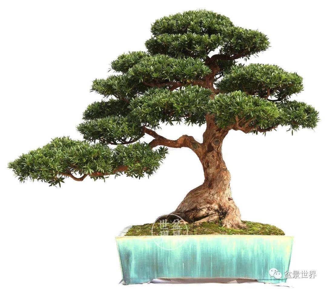 最美的100盆罗汉松_cm_作品_盆景