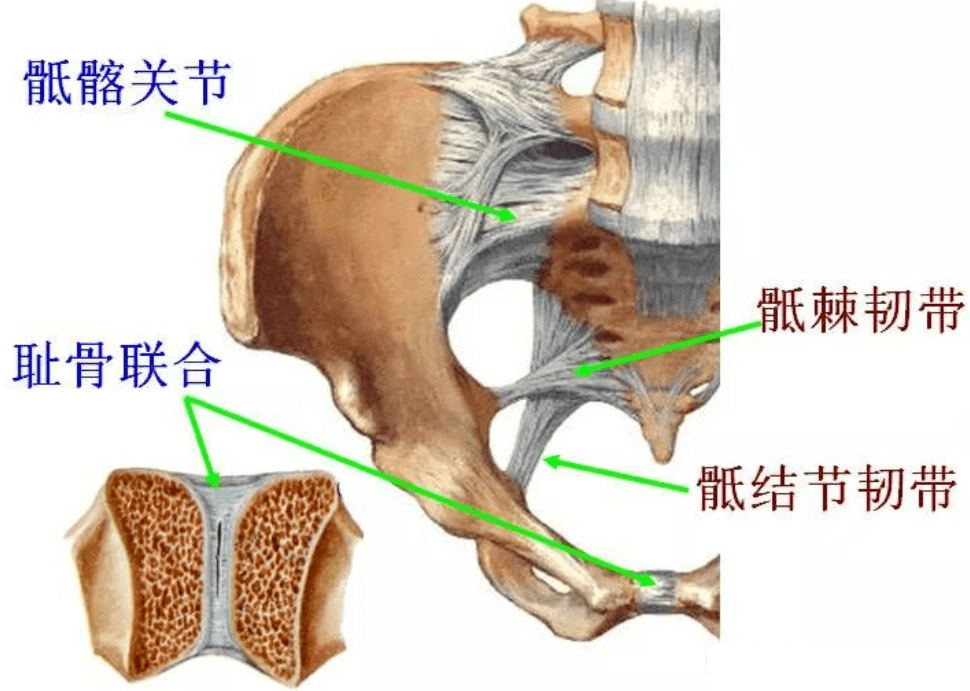 棘间韧带作用图片