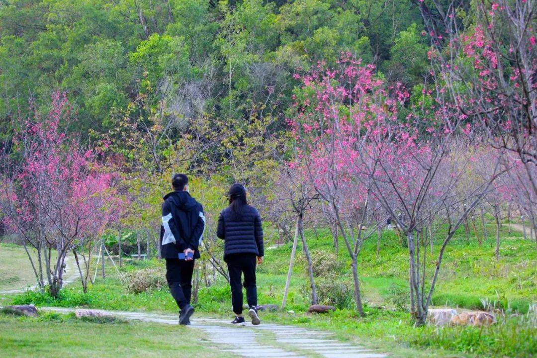 鳌峰山丛林公园樱花园百花盛放！太美了···