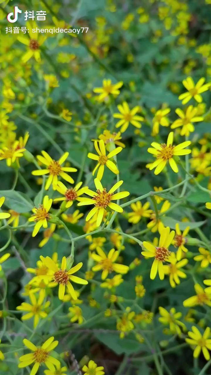 仔细对比区别还是挺大的千里光野菊花