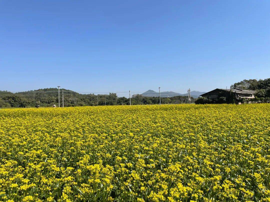 【村级集体经济发展透视】新兴县车岗镇:300亩油菜花烂漫盛开 扮靓