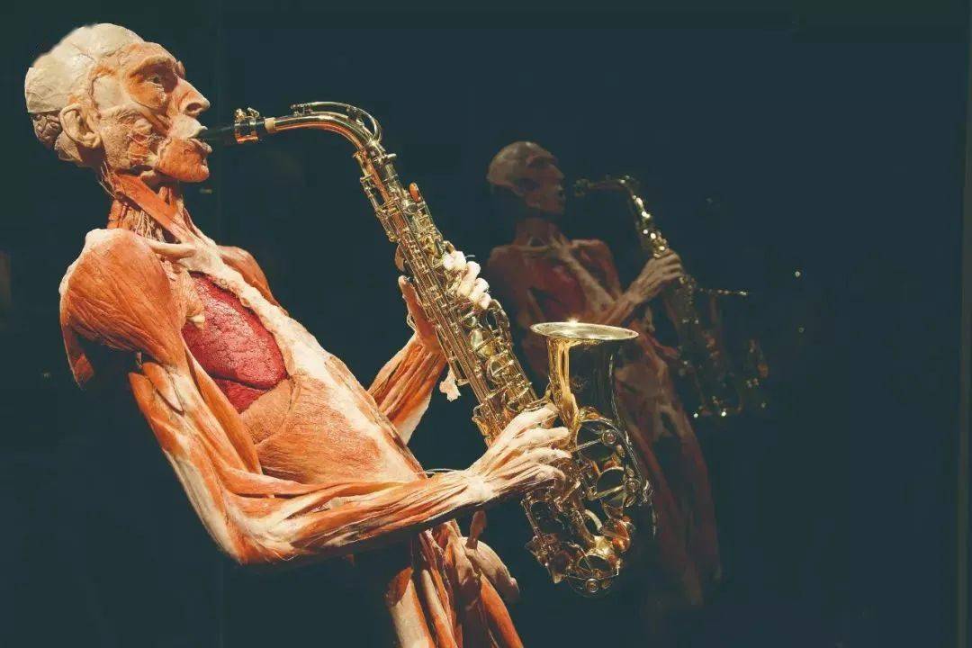 哈根斯_标本_展品