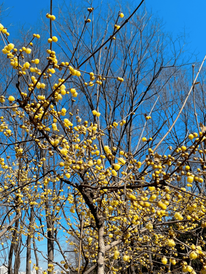 世纪公园蜡梅已进入最佳观赏期,江梅,宫粉零星初绽放_双梅_梅花_花瓣