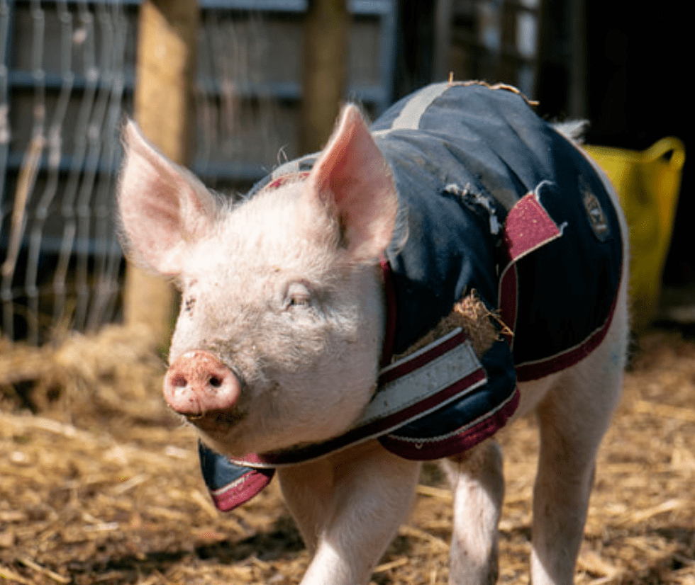 爱尔兰"茶杯猪"骗局,养两只宠物猪,最后家里变猪窝